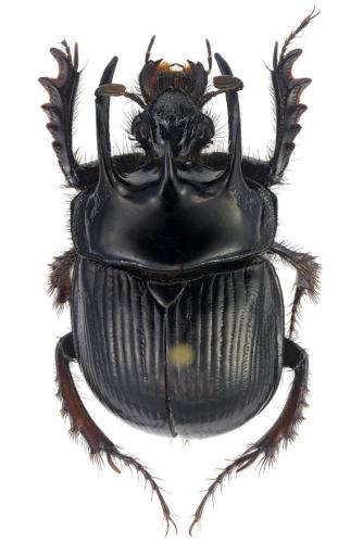 Réf. 296 405 : Typhaeus typhoeoides